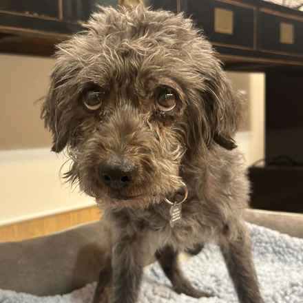 Struffoli (Gila Monster)