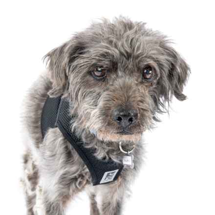 Struffoli (Gila Monster)