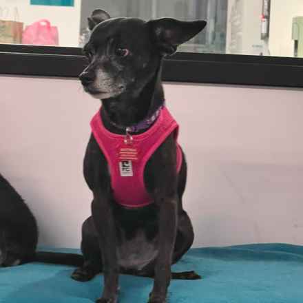 Wintermelon (Sophie)