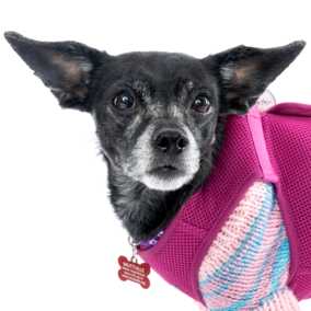 Wintermelon (Sophie)