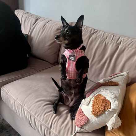 Shasta (Little Queenie)