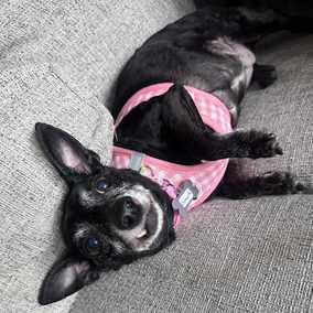 Shasta (Little Queenie)