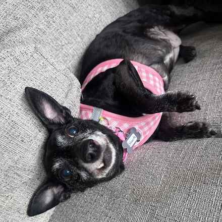 Shasta (Little Queenie)