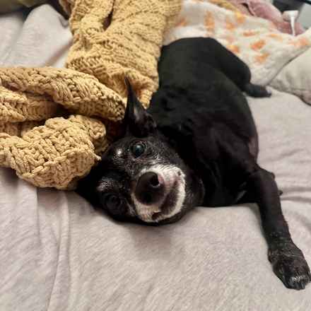 Shasta (Little Queenie)