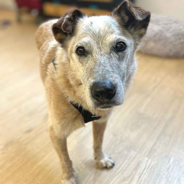 Han Solo (Sourdough)