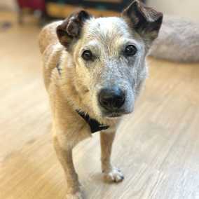 Han Solo (Sourdough)