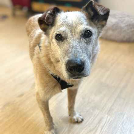 Han Solo (Sourdough)