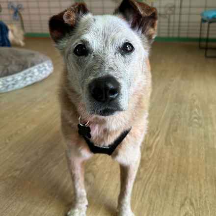 Han Solo (Sourdough)