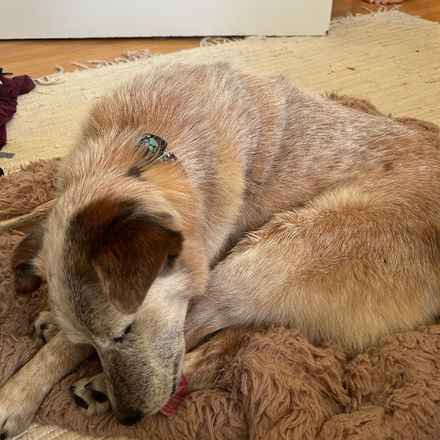 Han Solo (Sourdough)