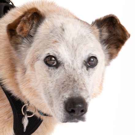 Han Solo (Sourdough)