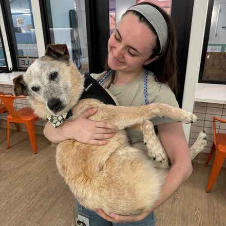 Han Solo (Sourdough)