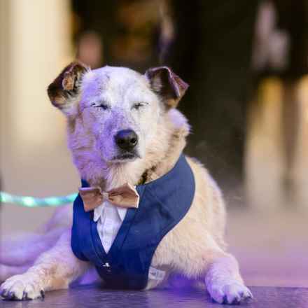 Han Solo (Sourdough)