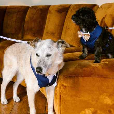 Han Solo (Sourdough)