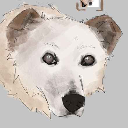 Han Solo (Sourdough)