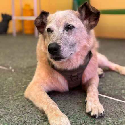 Han Solo (Sourdough)