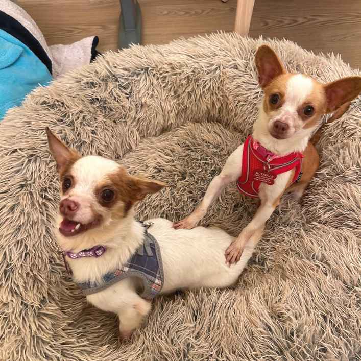 Kylie & Stevie Nicks