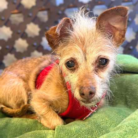 Little Heart (Honey)