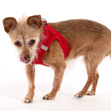 Little Heart (Honey)