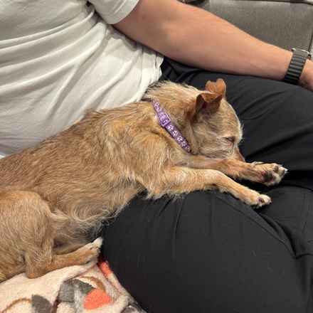 Little Heart (Honey)