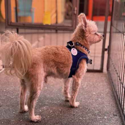 Mr. Morale (Charlie)