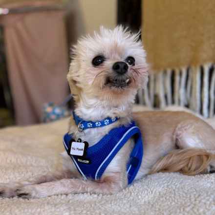 Mr. Morale (Charlie)