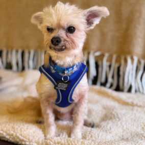 Mr. Morale (Charlie)