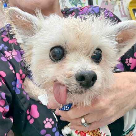 Mr. Morale (Charlie)