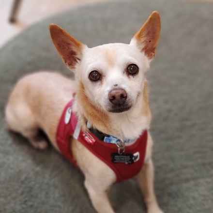 Brennan Lee Mulligan