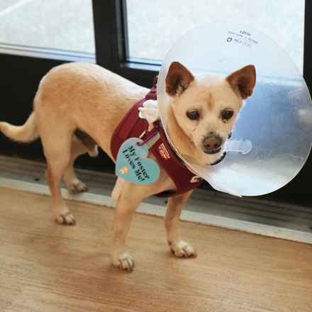 Brennan Lee Mulligan