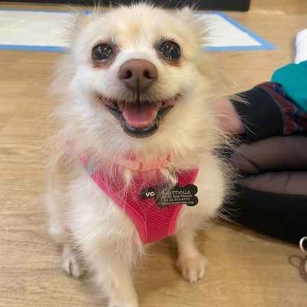 The Rachel (Gnocchi)