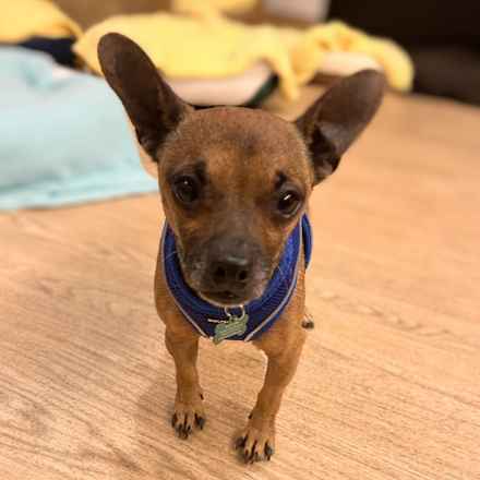 Michelangelo (Chewie)