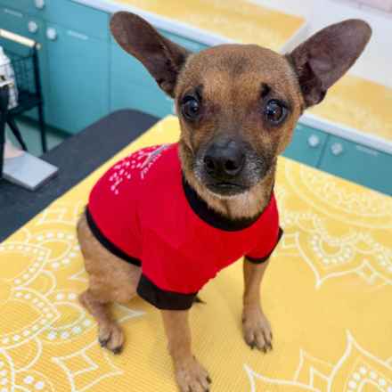 Michelangelo (Chewie)