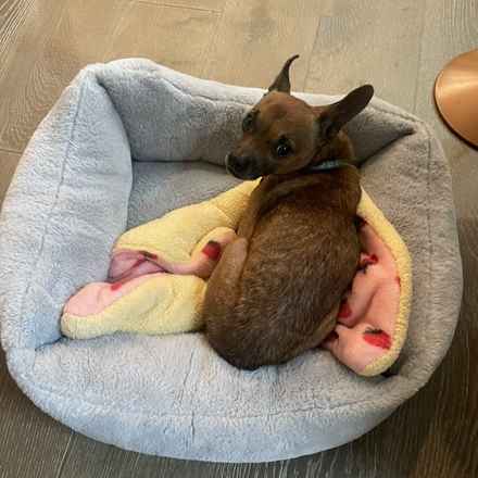 Michelangelo (Chewie)