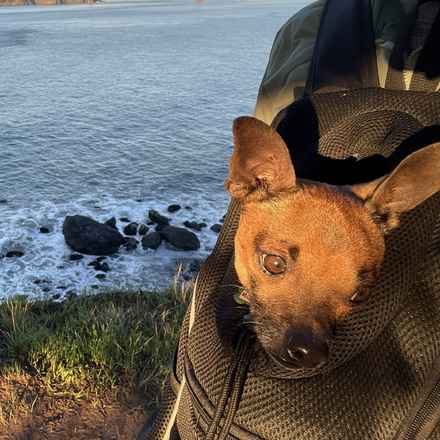 Michelangelo (Chewie)