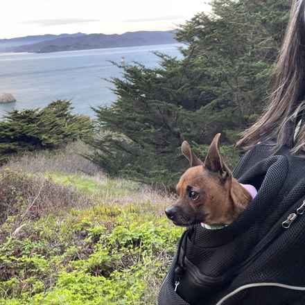 Michelangelo (Chewie)