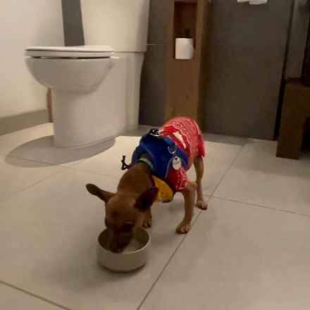 Michelangelo (Chewie)