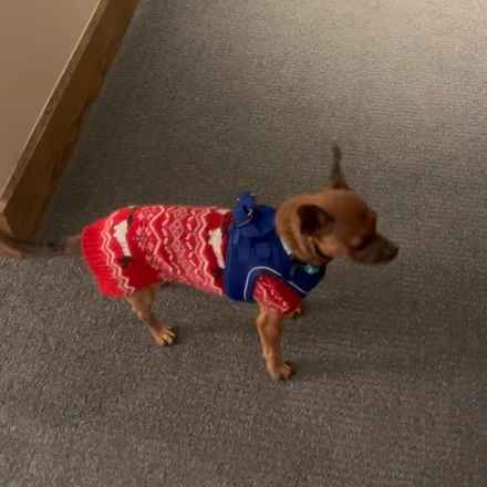 Michelangelo (Chewie)