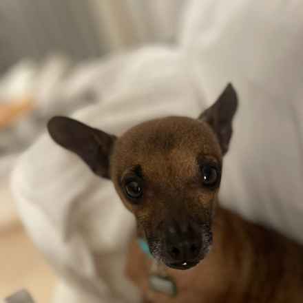 Michelangelo (Chewie)