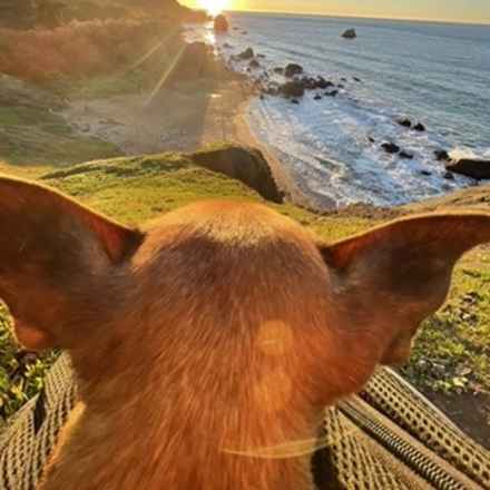 Michelangelo (Chewie)