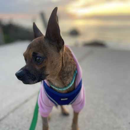 Michelangelo (Chewie)