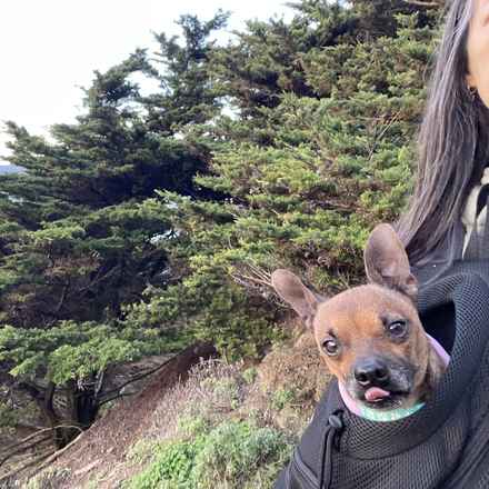 Michelangelo (Chewie)