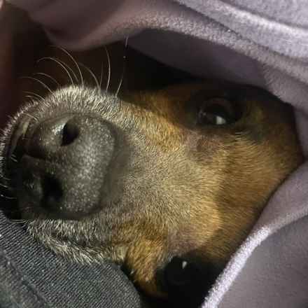 Michelangelo (Chewie)