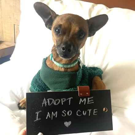 Michelangelo (Chewie)