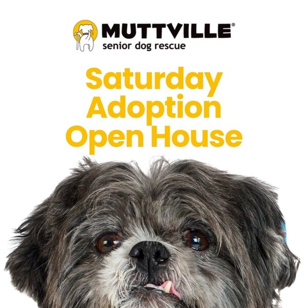 TEST: Adoption Event at Muttville HQ